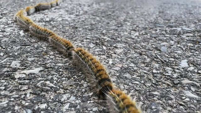 Procession Caterpillars moth moving on asphalt road in long line