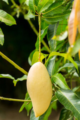 Organic Nam Dok Mai thai Mangoes, Sweet, tasty, refreshing.It is the most popular mango variety in...