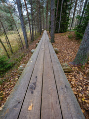 Fototapeta premium old wooden plank board pathway in the bog
