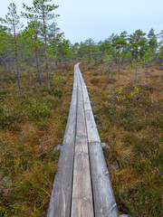 old wooden plank board pathway in the bog