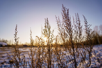 tree trunks and branches in cold winter landscape