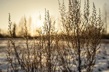 tree trunks and branches in cold winter landscape