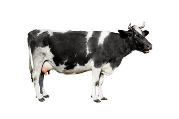 Cow full length isolated on white background. Spotted black and white cow standing in front of a transparent background. Farm animals concept. PNG
