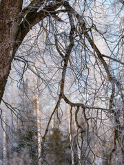 tree trunks and branches in cold winter landscape