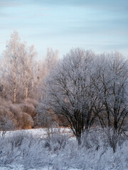 tree trunks and branches in cold winter landscape