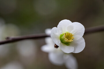 Close up White flowers of Japanese Quince. Floral spring background, selective focus