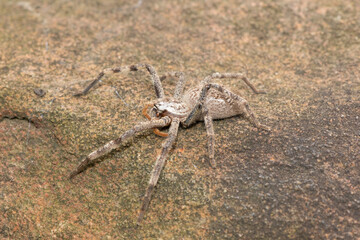 Close-up of an unknown species of rain spider (Palystes sp) found in the wild in KwaZulu-Natal, South Africa
