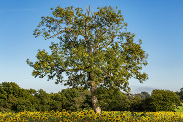 A tree in a field of sunflowers, on a sunny day in rural Sussex