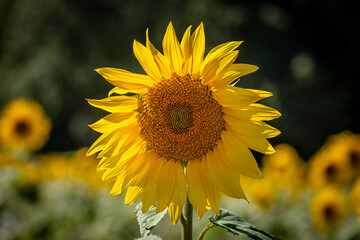 Fototapeta premium SUnflowers growing in rural Sussex, on a sunny summer's day