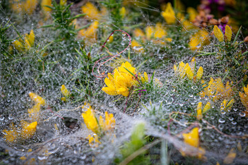 Rain drops on spiders webs over a gorse bush, wih a shallow depth of field