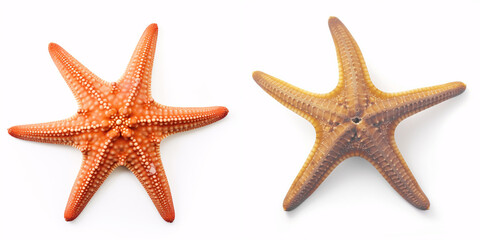 A lone starfish against a pristine white backdrop: evoking thoughts of the ocean, seaside, and beach