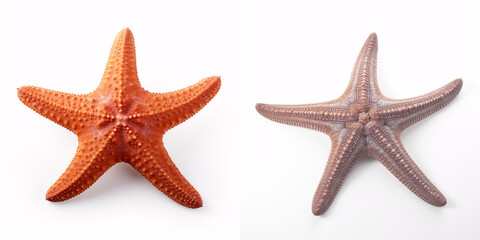 A lone starfish against a pristine white backdrop: evoking thoughts of the ocean, seaside, and beach