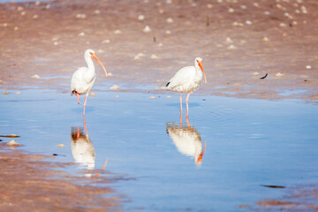 American white ibis