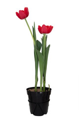 Red tulip flower with stem and leaf isolated over white background.