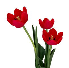 Red tulip flower with stem and leaf isolated over white background.