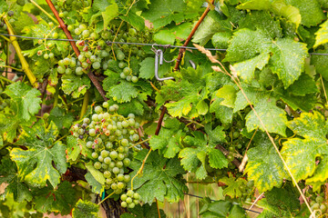 White grapes with green leaves in summer