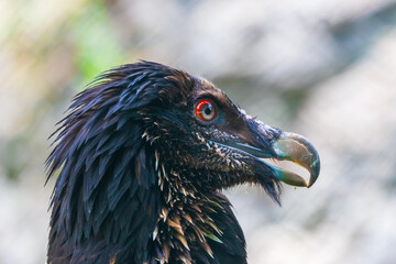 Bearded Vulture - Gypaetus barbatus - a large bird with a curved beak stands on a rock.