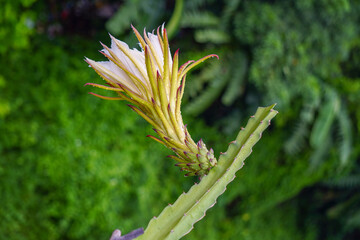 Beautiful and attractive dragon fruit flower with water drops captured just after rain.