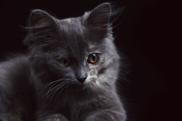 Naklejka na ściany i meble Young gray kitten with beautiful eyes black background.