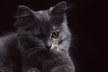 Young gray kitten with beautiful eyes black background.