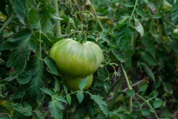 Green tomatoes growing on a bush in the garden. Organic farming.
