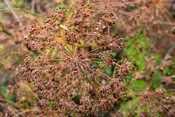 Dill, inflorescence, close-up in the garden in autumn.