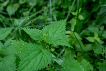 Green nettle growing in the meadow, close-up.
