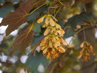 Nahaufnahme eines Zweigs mit in Rispen hängenden Samen des Bergahorns (Acer pseudoplatanus).
