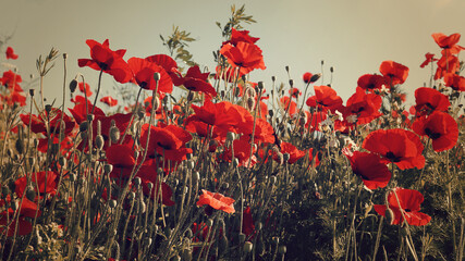 A field with poppy flowers for a colorful background - obrazy, fototapety, plakaty