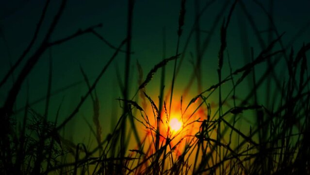 background of thatch grass in sunset