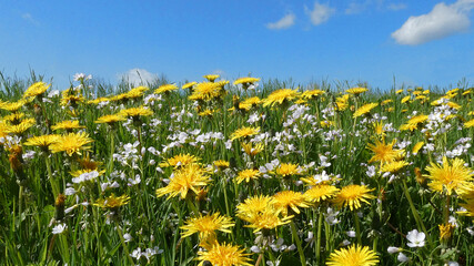 A grass field with cuckoo flowers and common dandelions against a blue  sky. Latin names of these...