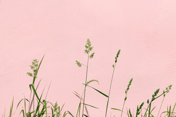 Green blades of grass on a pink plaster background. Abstract background minimum