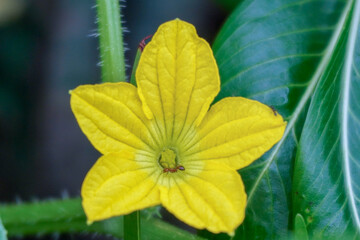 An yellow flower with beautiful texture inside along with its green hairy stem.