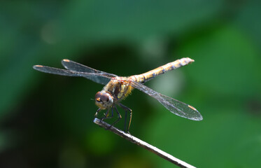 Common Darter Dragonfly perched on grass.