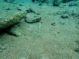 Interesting inhabitants of a coral reef in the Red Sea