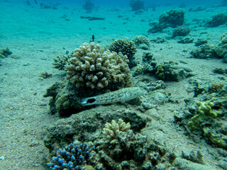 Interesting inhabitants of a coral reef in the Red Sea