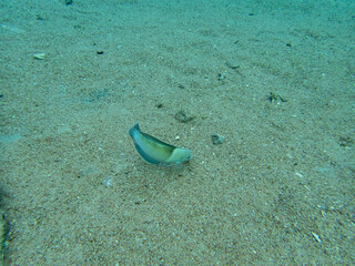 Interesting inhabitants of a coral reef in the Red Sea