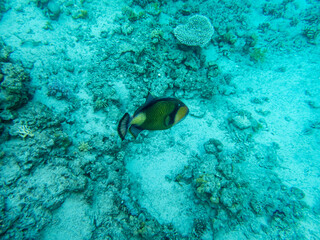 Interesting inhabitants of a coral reef in the Red Sea