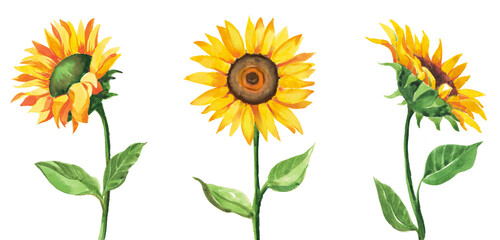 set of sunflower isolated  watercolor hand drawn on transparent background