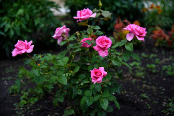 Red roses on a green bush in a summer garden. Colorful flowers.