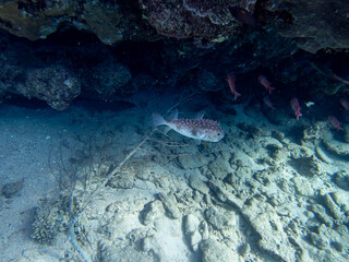 Interesting inhabitants of a coral reef in the Red Sea