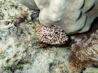 Interesting inhabitants of a coral reef in the Red Sea