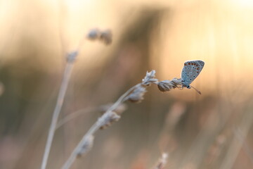 una farfalla comune blu su un fiore al tramonto