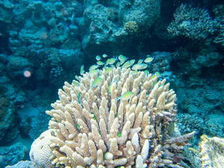 Naklejka na ściany i meble Interesting inhabitants of a coral reef in the Red Sea