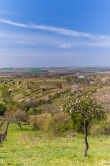 Fototapeta na wymiar Spring vineyard near Mutenice, Southern Moravia, Czech Republic