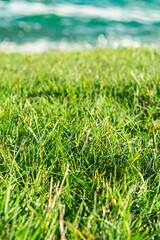Selective focus on a patch of fresh green grass with the blue sea in the background in Kyleakin Bay, Scotland.