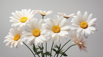 Fototapeta premium Image of gentle beauty of daisies on a white background.