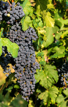 Ripe grapes growing in vineyard in daylight