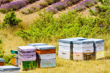 Bee hives at lavender field