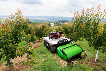 Autonomous lawnmower working in a fruit garden